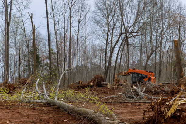 Best Fruit Tree Pruning  in Northport, AL